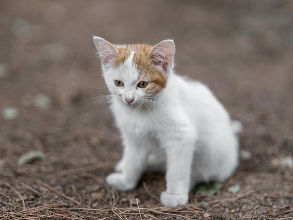 Identifying Feline Discomfort: Effective Strategies for Pain Recognition and Management in Cats