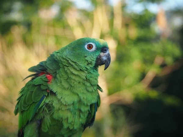 Expert Tips for Safely Introducing New Toys and Games to Ignite Your Cat's Natural Hunting Instincts