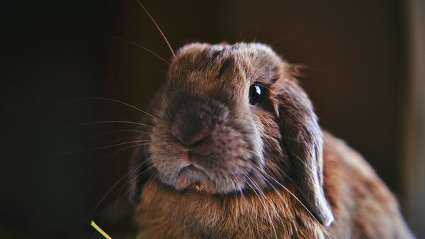 How to create a safe indoor environment for a pet rabbit during the British winter?